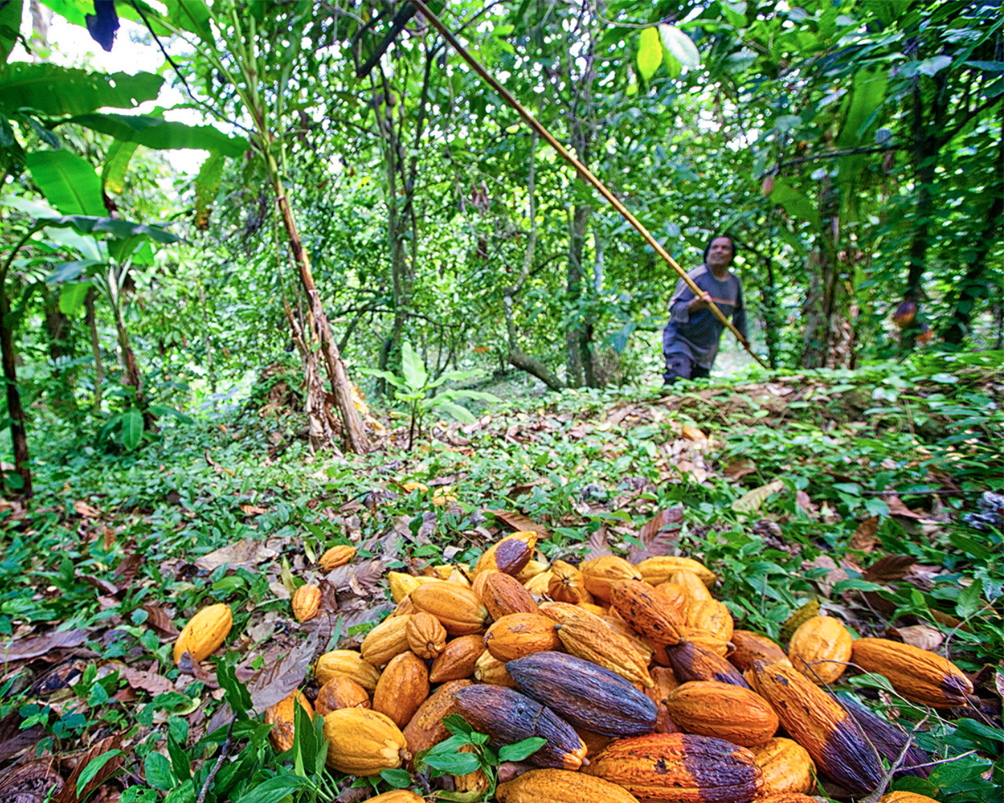 The Home of Cocoa Excellence Awards for TT Chocolates